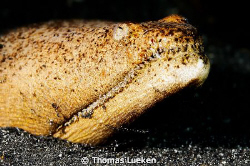 found in Lembeh; D200 by Thomas Lueken 